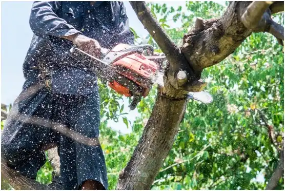 tree services Medical Lake